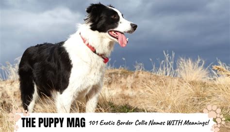 101 Exotic Border Collie Names With Meanings! Male & Female – The Puppy Mag