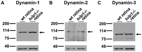 Dynamin 1 Antibody Pa1 660