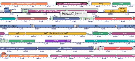 Mycobacterium tuberculosis Genome Databases