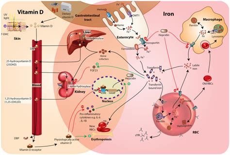 Nutrients Free Full Text Vitamin D Deficiency And Its Association With Iron Deficiency In