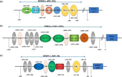 Colour Online Transcription Factor Binding Sites Prediction In Gene