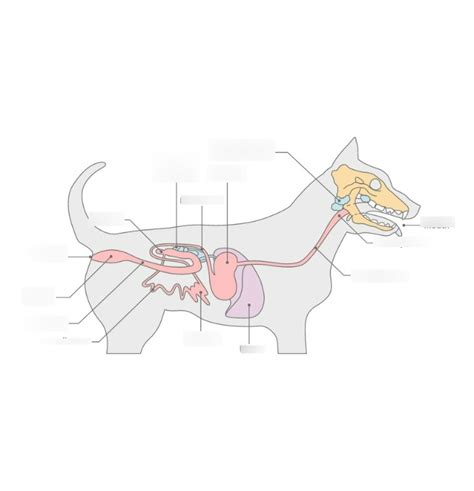 Digestive System(Dog) Diagram | Quizlet