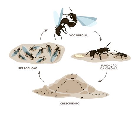 Premium Vector Ant Life Cycle Isolated On White Stage Of Development