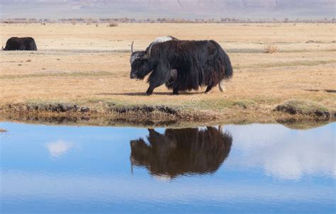 Black yak stock image. Image of mating, lake, north - 109584325