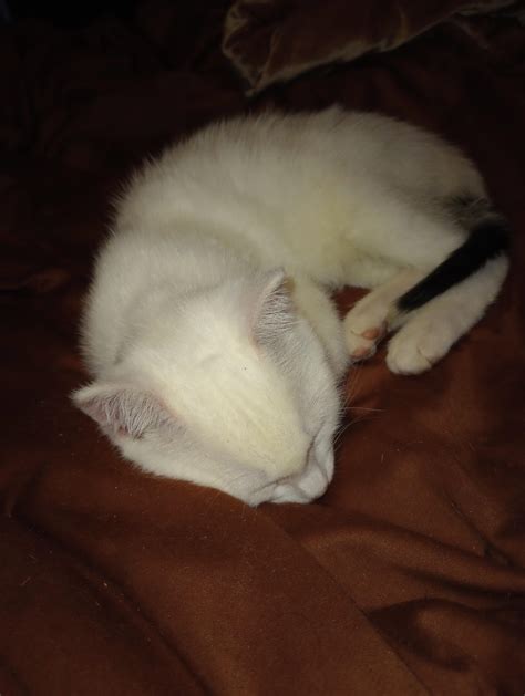 Sleepy baby : r/WhiteCats