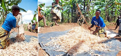 Harvesting Climbing Beans: A How-To Guide in Photos | One Acre Fund