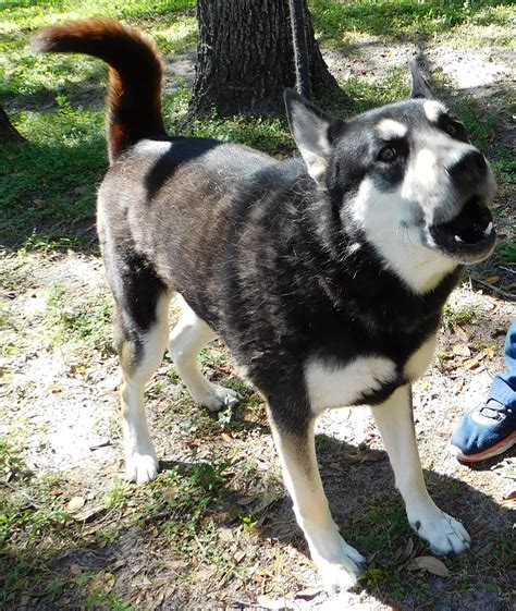 citrus county animal services 1