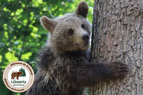 Zarnesti Libearty Bear Sanctuary The Largest Bear Sanctuary In Europe