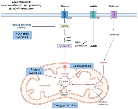 Cancers Free Full Text Pathophysiological Integration Of Metabolic