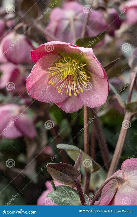 Hybrid Hellebore Helleborus X Hybridus Dorothys Dawn Large Pink