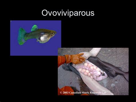 Ovoviviparous