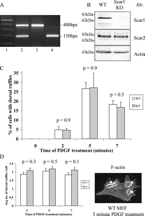 Dorsal Ruffle Production In E Primary Mefs A Dna Isolated From