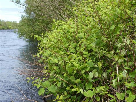 🏡 Best Methods For Identifying Japanese Knotweed