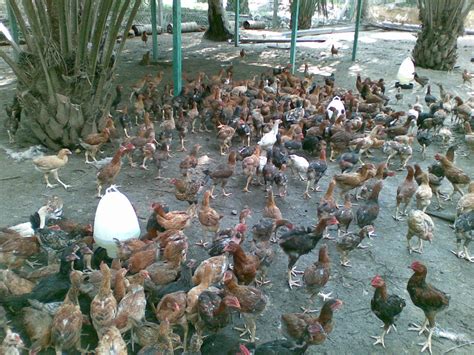 Ternakan Puyuh Den Diar Farm Jalan Jalan Pergi Ladang Ayam Kampung