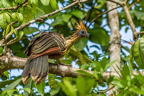 Meet the Hoatzin, the Smelly Bird With Claws on Its Wings - A-Z Animals
