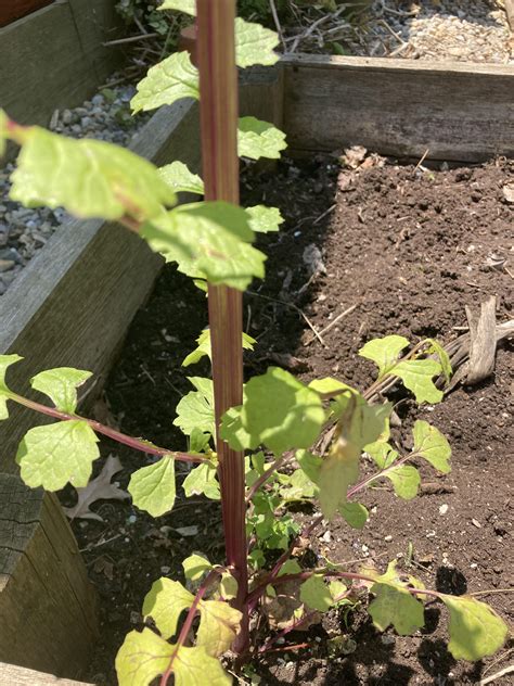Ragweed or Goldenrod? : r/gardening