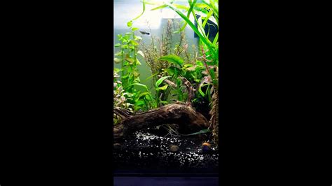 My Betta Aquascape Youtube