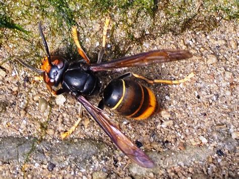 Asiatische Hornisse Vespa Velutina Ssp Nigrithorax In De Flickr