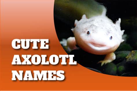 180 Cute Axolotl Names Naming Your Aquatic Friend