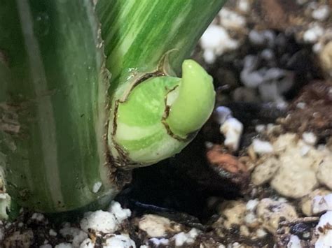 axillary bud growth rmonstera