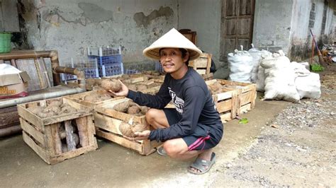 Budidaya Porang Semakin Diminati