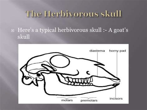 Carnivorous & herbivorous skulls