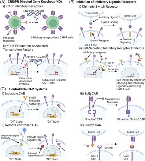 Engineering Chimeric Antigen Receptor T Cells For Solid Tumour Therapy