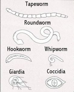 Intestinal Parasites in Dogs and Cats • MSPCA-Angell