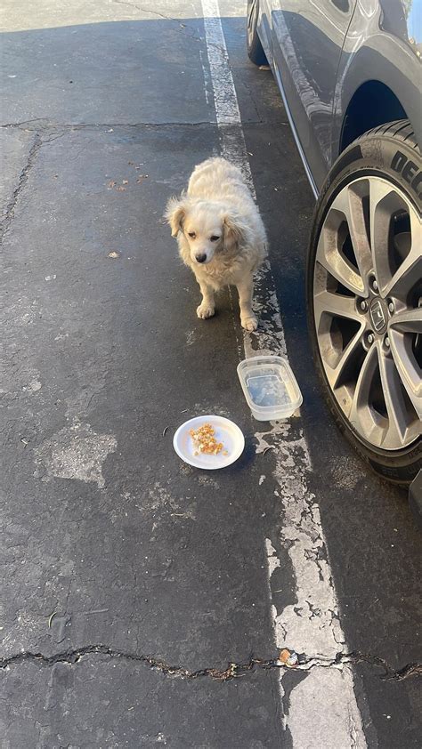 An Unlikely Hero Steps In To Save Stray Pup When All Hope Seemed Lost