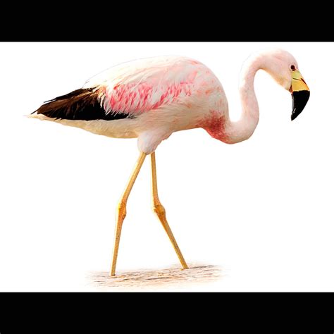 Andean Flamingo | Phoenicoparrus andinus | Species Guide | Birda