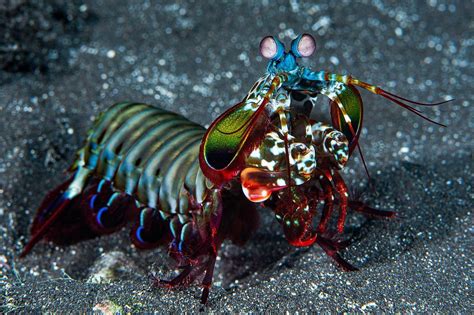 Mantis Shrimp Wallpapers Top Free Mantis Shrimp Backgrounds