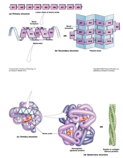 Fajarv Protein Structure Primary Secondary Tertiary And Quaternary Quizlet