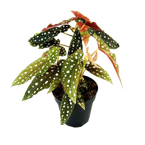 where to cut polka dot begonia