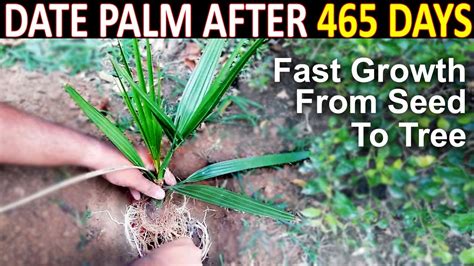 Ajwa Date Seed Germination Part How To Grow Ajwa Date Palm Tree