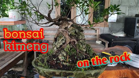 Merawat Bonsai Kimeng Bonsai On The Rock Youtube