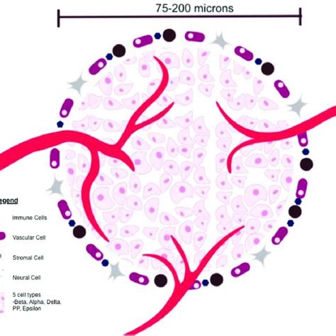 Bioartificial Pancreas Concept Islets Or Islet Like Cells Surrounded