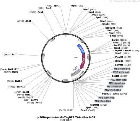 Addgene pcDNA puro TagBFP β ACTIN 3UTR 8xMS2