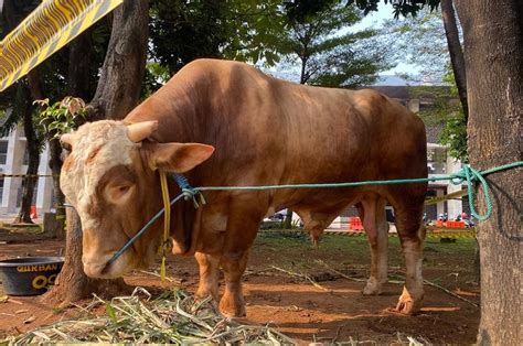 Ini Penampakan Sapi Kurban Presiden Jokowi Dan Wapres Ma Ruf Amin Di