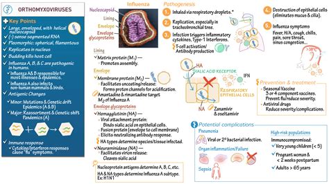 EDU - Module D: Orthomyxoviridae (Influenza) | ditki medical & biological sciences