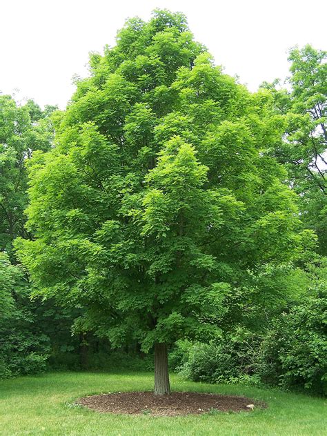 Acer saccharum – Wikipédia, a enciclopédia livre
