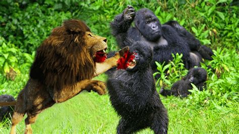 Lion Vs Gorilla Gorilla Vs Lion Blonde Lion Youtube