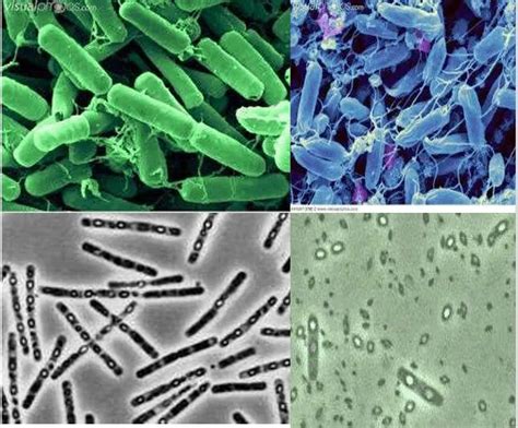 Bacillus Thuringiensis Is Used To Control | Bacillus, Eubacteria, Insect species