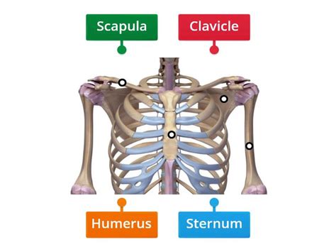 Bones of the Chest - Labelled diagram