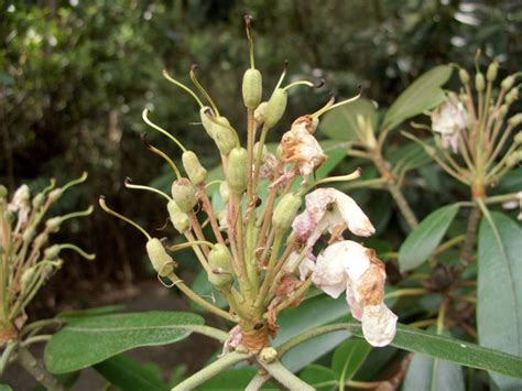 Rhododendron Bloom Report July 31 2015 NH State Parks