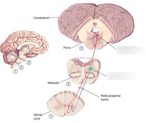 Via Ventromedial Diagram Quizlet