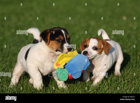 playing Jack Russell Terrier Puppies Stock Photo - Alamy