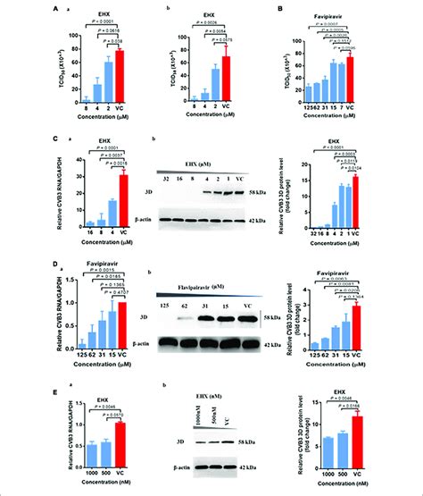 Ehx Effectively Inhibits Cvb Replication In Vitro Hela Cells Were