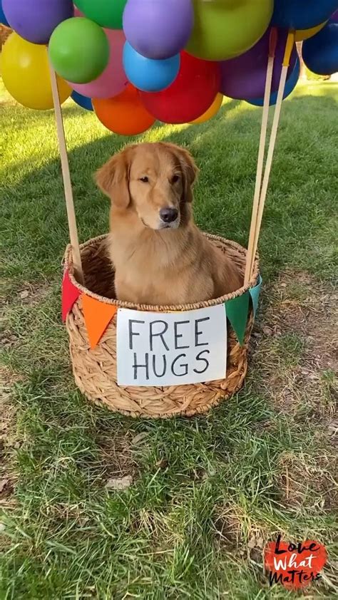 Free Puppy Hugs Video Puppy Hug Cute Animal Memes Cute Baby Animals