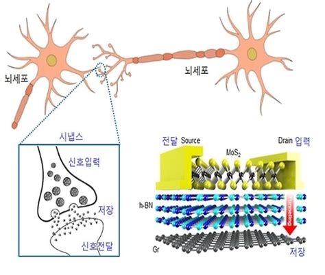 100조개의 시냅스 인간의 뇌 본뜬 차세대 메모리 개발 연합뉴스