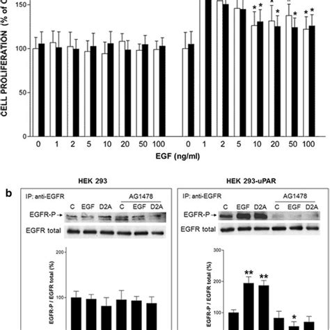 Egf Induced Cell Proliferation Is Dependent On Upar Activity A Egf